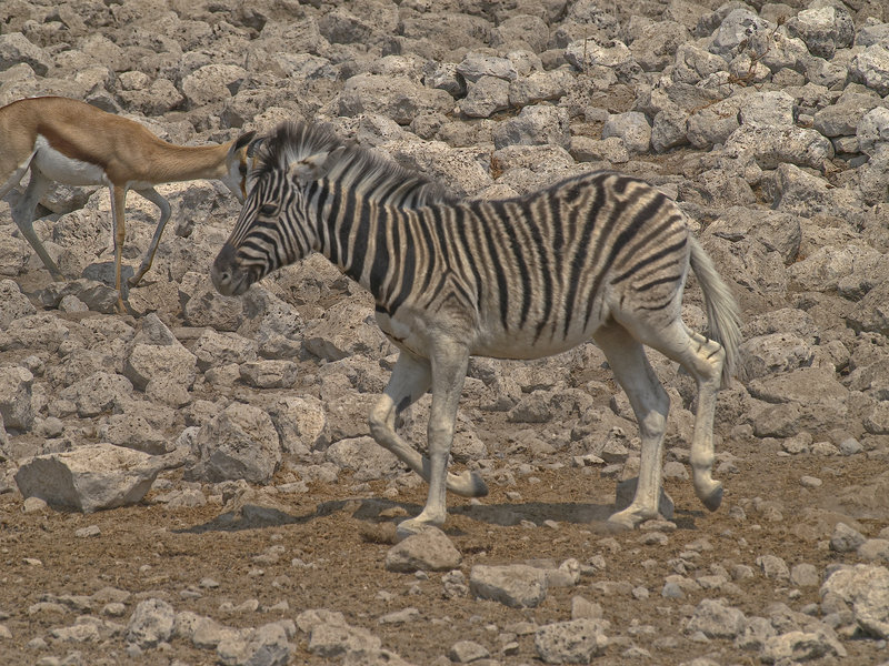 Okaukuejo, Zebra, Springbok